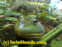 /home//u458753944/public_html/sourcegallery////Frogs/Bullfrogs 2016-08 Ontario/P8091470.JPG